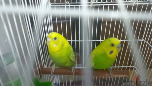 Male and female Australian birds