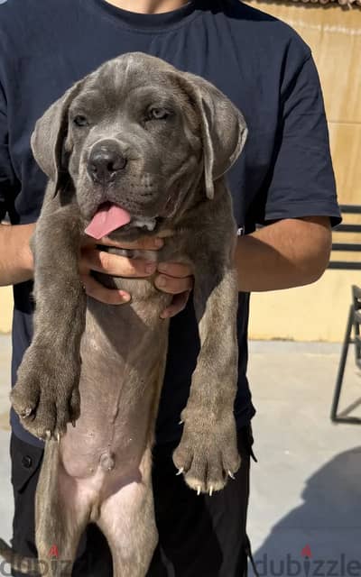 Male and female cane corso كين كورسو
