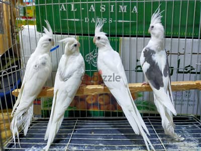 شباب فوتيهات