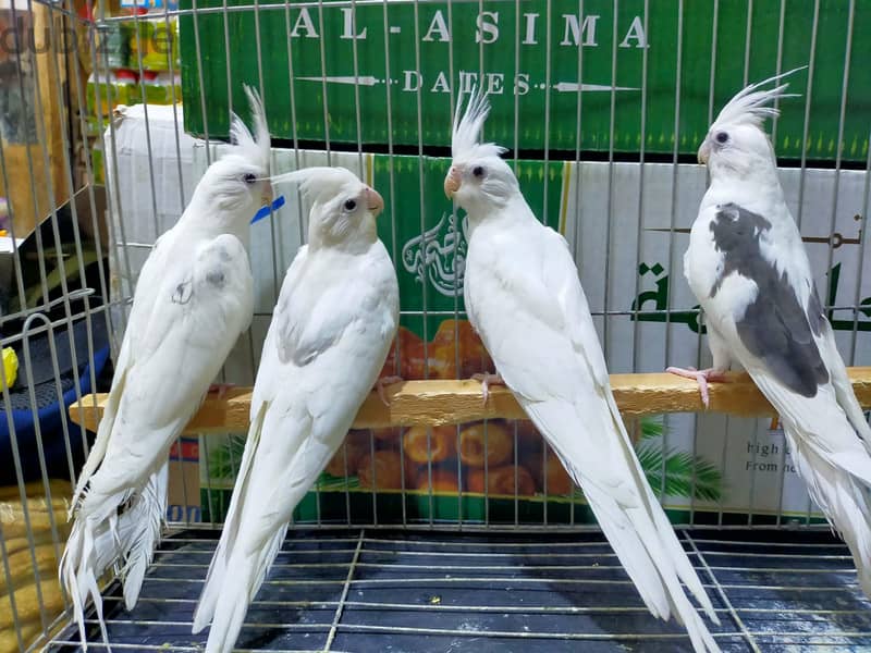 شباب فوتيهات 1