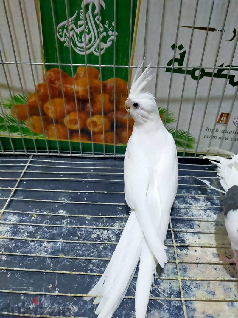 شباب فوتيهات 2