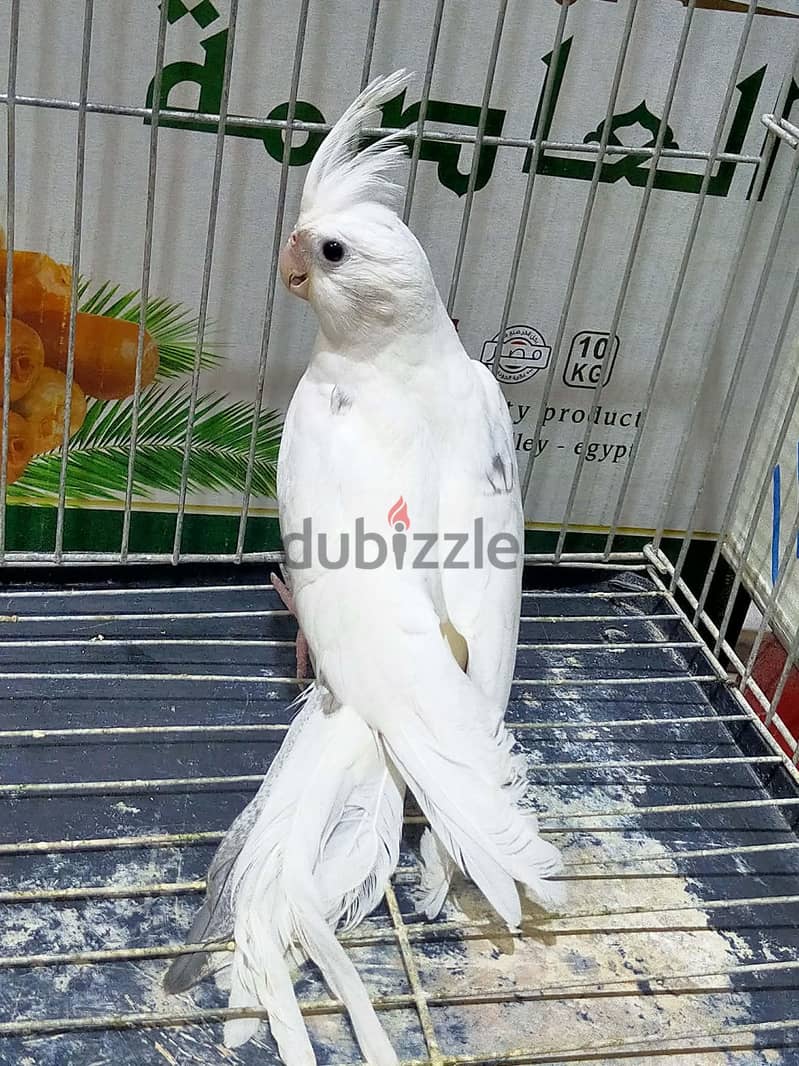 شباب فوتيهات 3