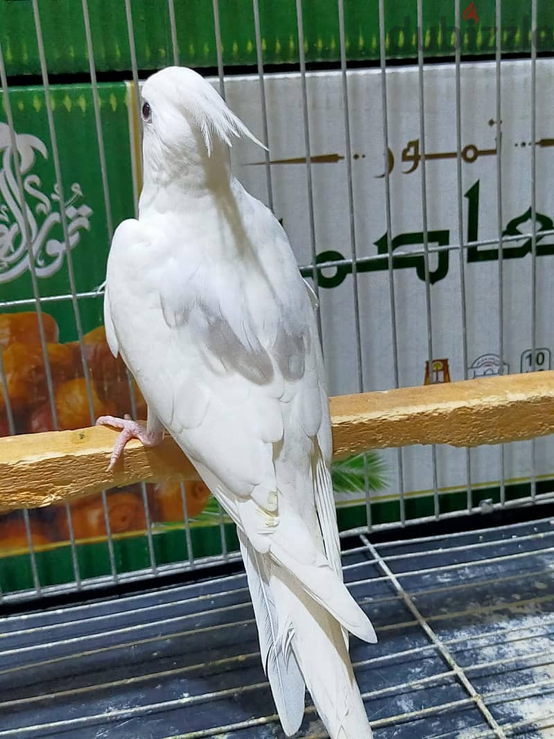 شباب فوتيهات 4