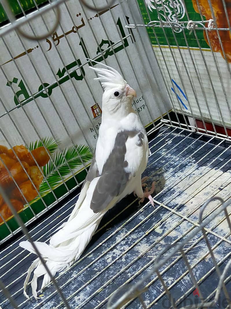 شباب فوتيهات 5