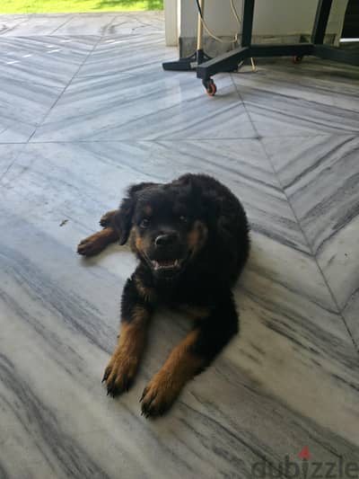 #ROTTWEILER PUPPIES READY FOR NEW HOMES