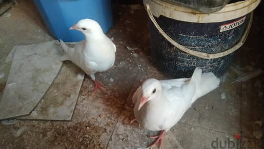 زغلولين لاحم