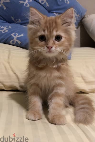 Persian female kitten- قطة بنت شيرازي