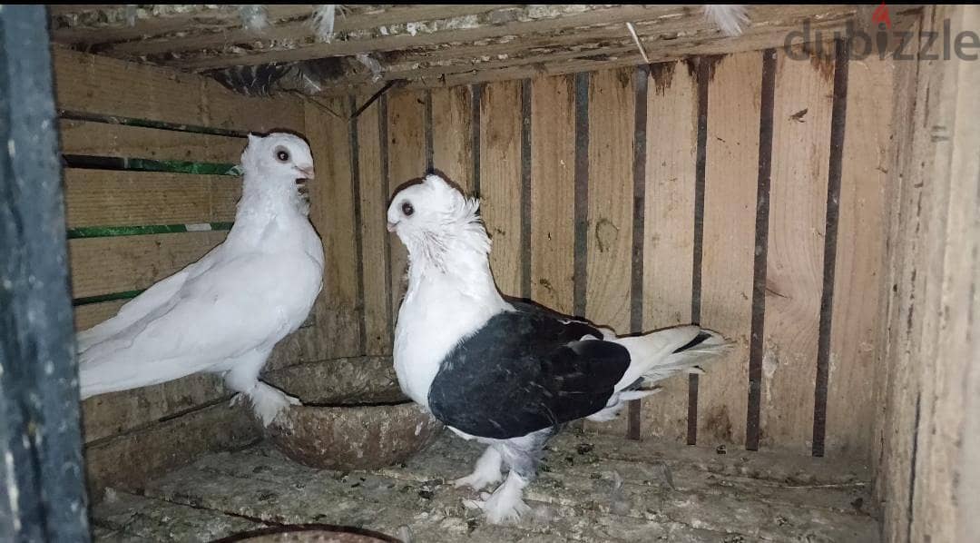 ذيادات 1