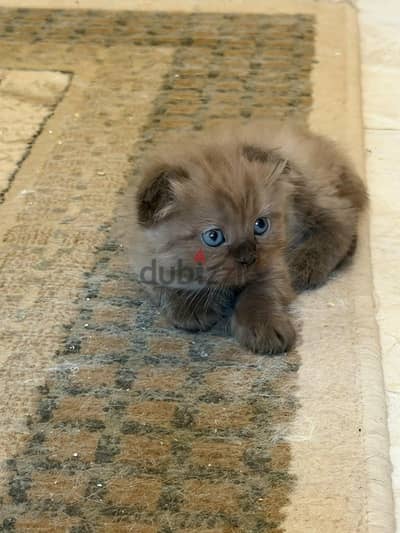 Scottish fold kittens