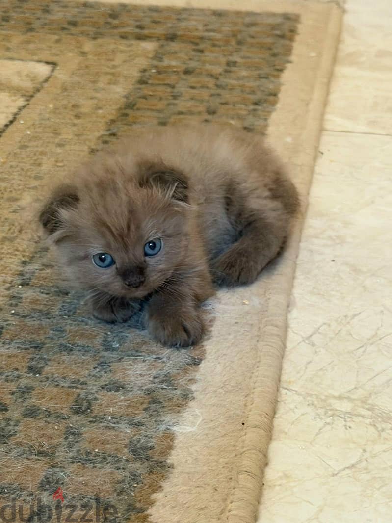 Scottish fold kittens 1