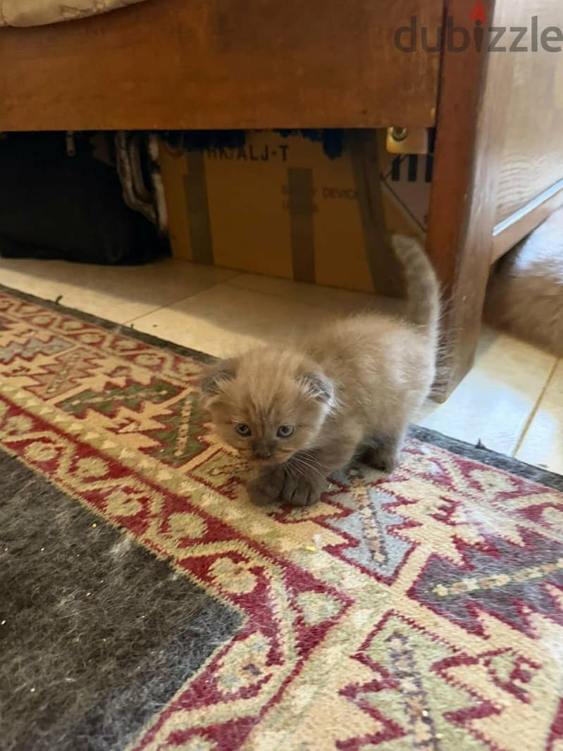 Scottish fold kittens 2