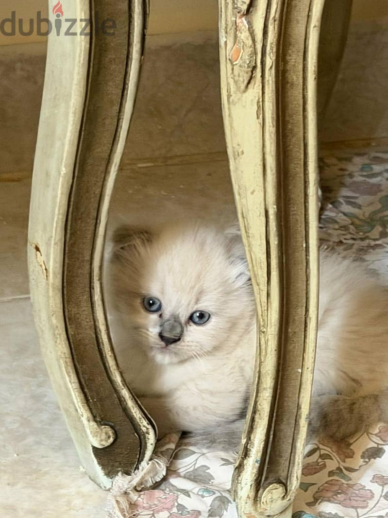 Scottish fold kittens 3