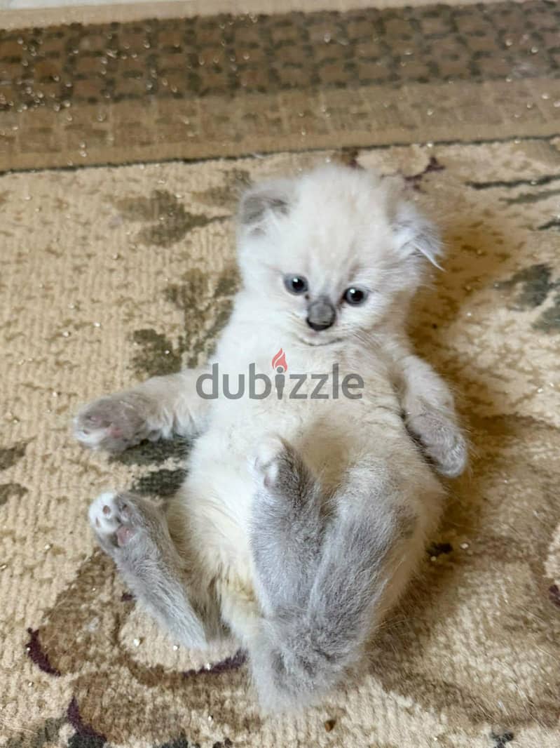 Scottish fold kittens 5