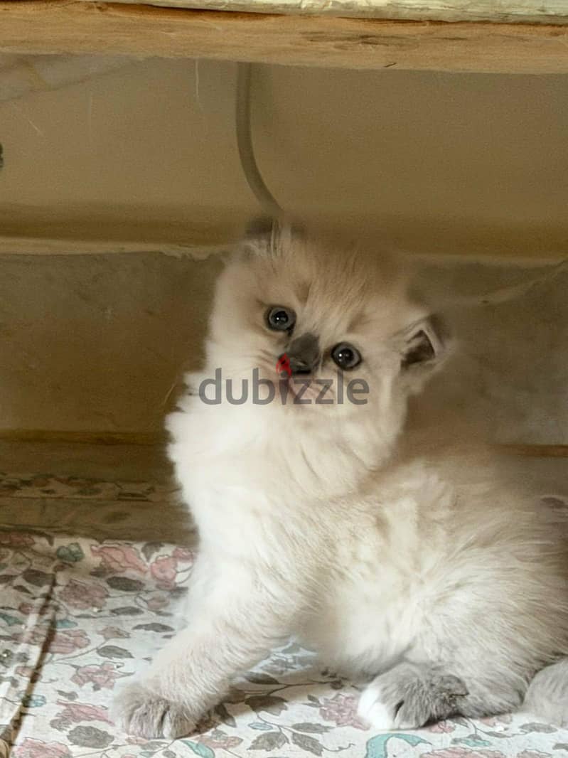 Scottish fold kittens 6