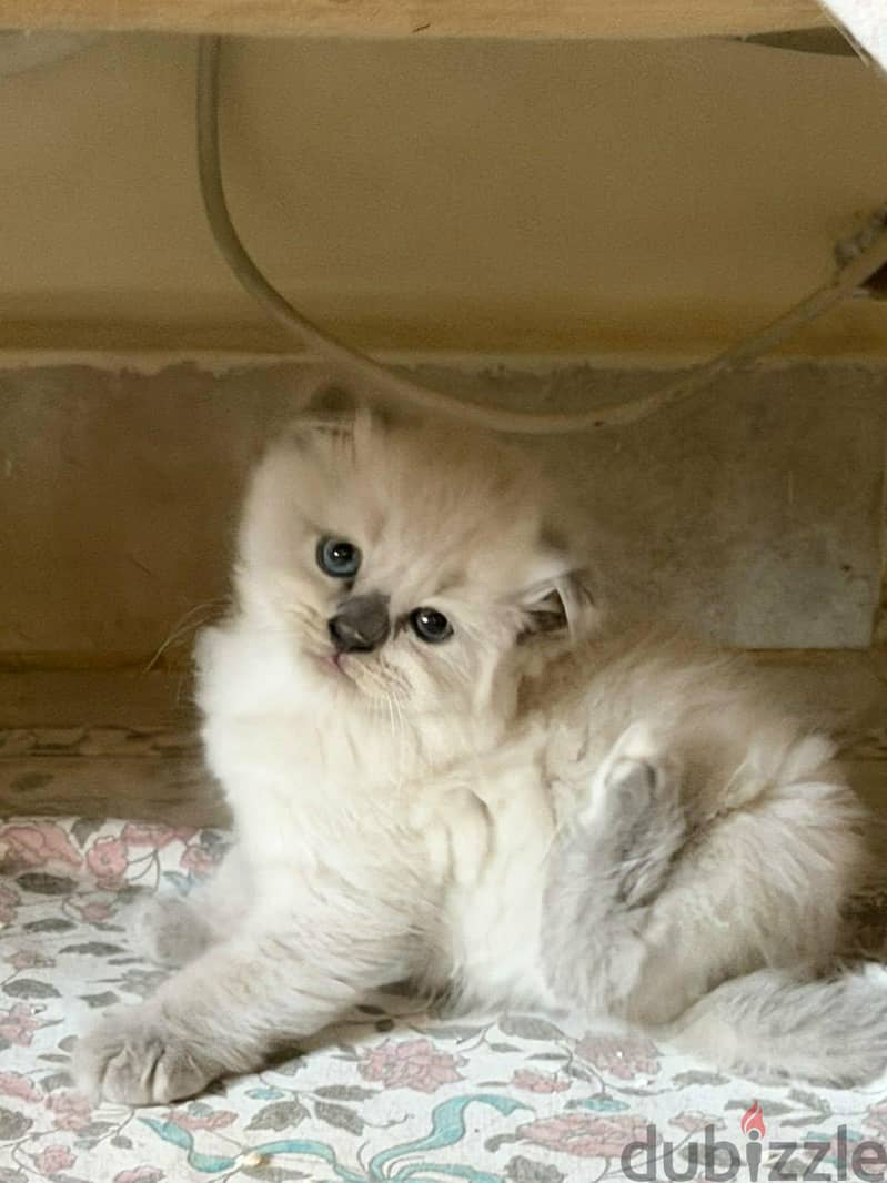 Scottish fold kittens 7