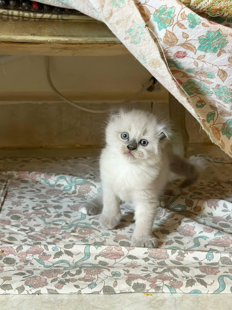 Scottish fold kittens 8
