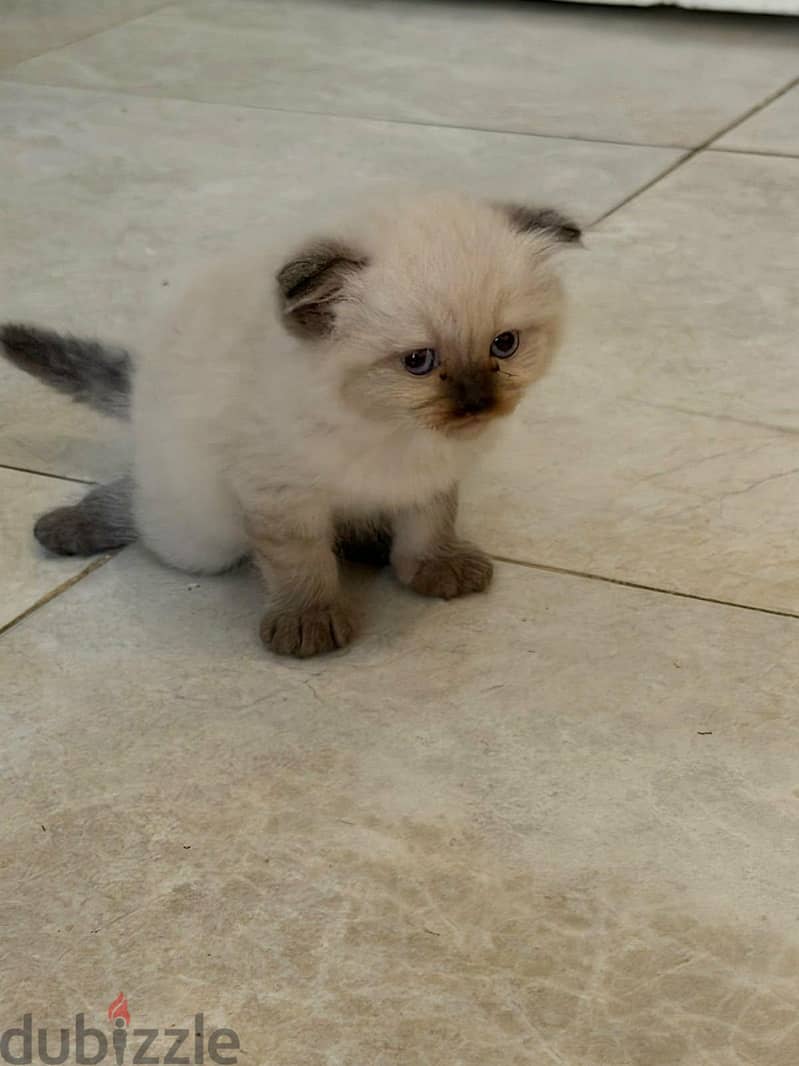 Scottish fold kittens 9