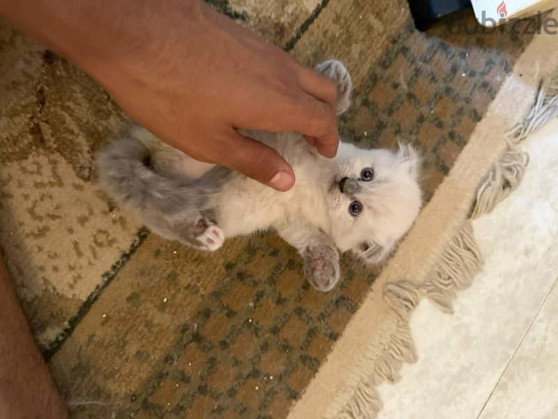 Scottish fold kittens 10