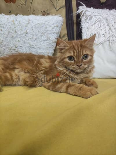 قطه للبيع