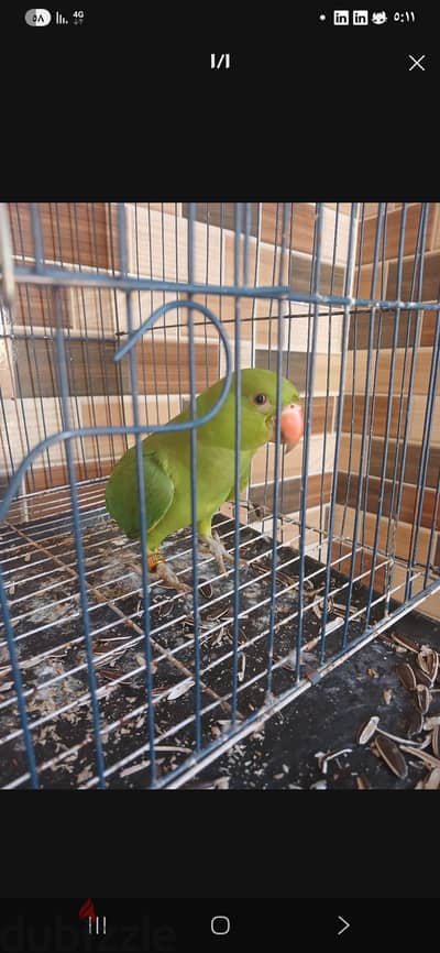 بغبغاء