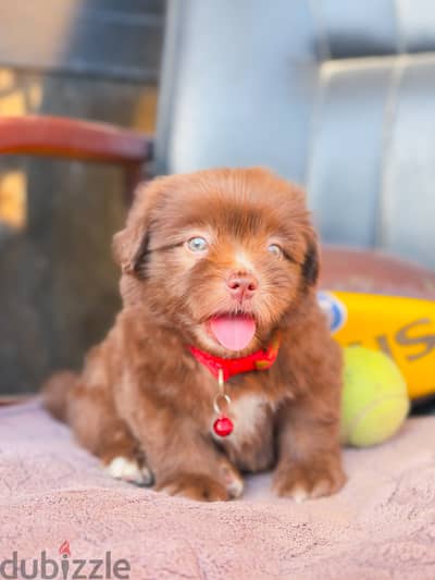 Mini Havanese ميني هافانيز Mini Havanese ميني هافانيز