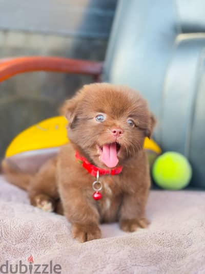 Mini Havanese ميني هافانيز Mini Havanese ميني هافانيز