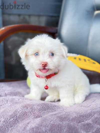 Mini Havanese ميني هافانيز Mini Havanese ميني هافانيز