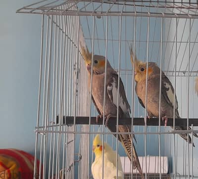جوز  عصافير كوكتيل حبشي دكر ونتايه  عمر شهرين