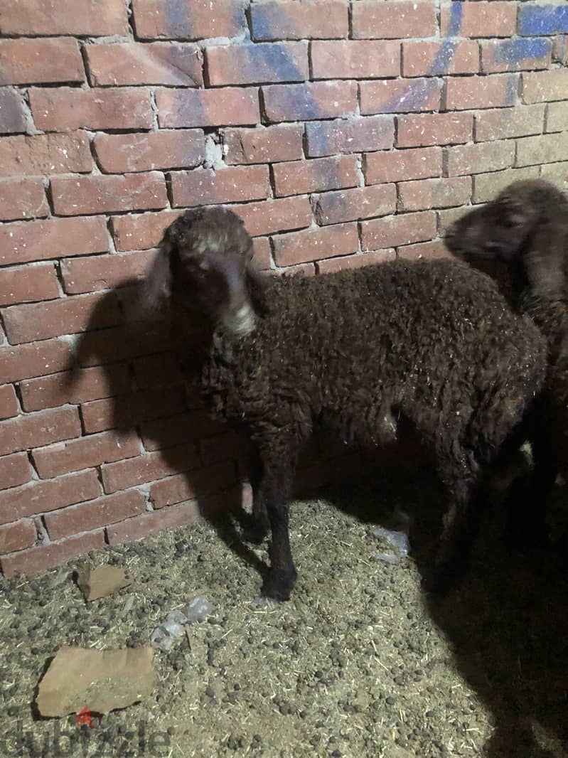 خرفان للبيع 2