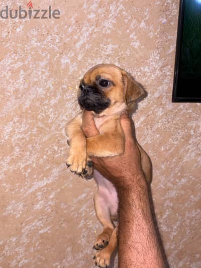 جروبة بنت 60يوم pug