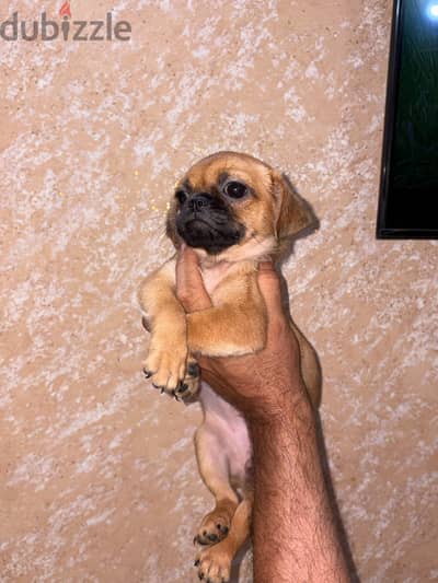جروبة بنت 65يوم pug