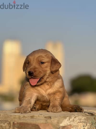 Golden retriever puppy