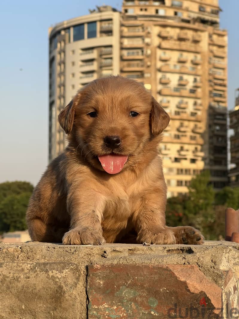 Golden retriever puppy 1