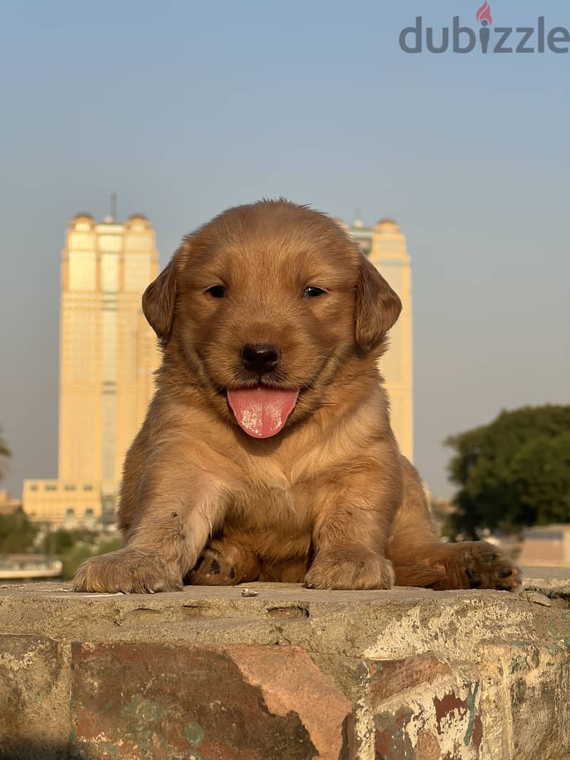 Golden retriever puppy 3