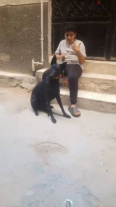 نتايه مالينو دارك