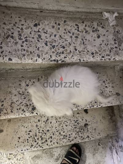 جروايه جريفون