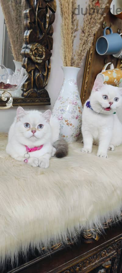 ذكر وانثي سكوتش ستريت شورت هير ns12 33