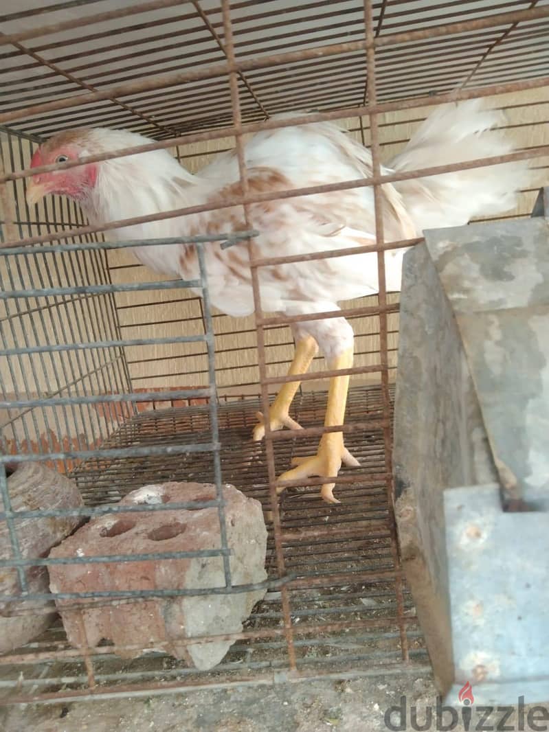 فراخ هندي 1