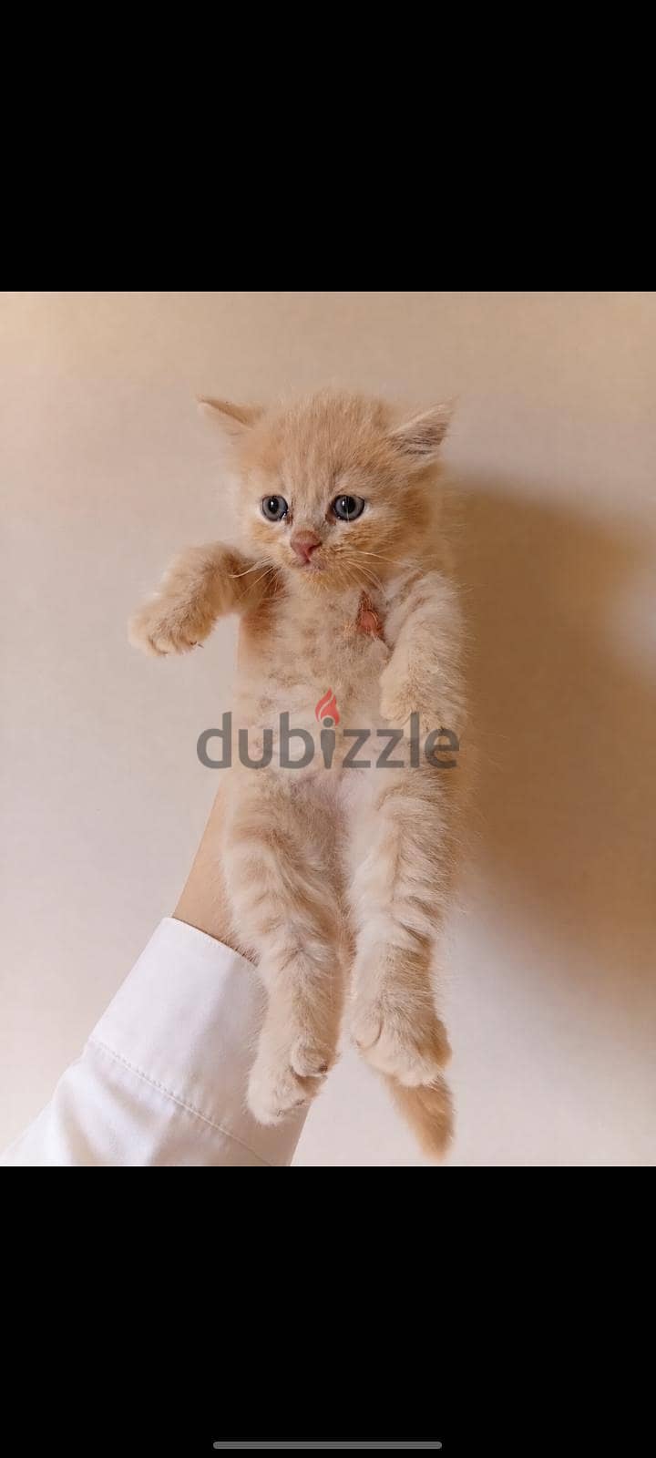 Scottish male cat NY12 shade-Impported parents 2