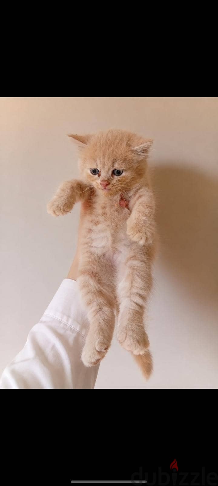 Scottish male cat NY12 shade-Impported parents 3