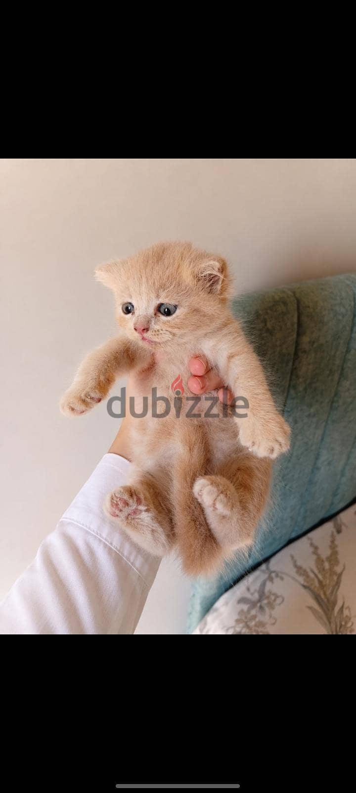 Scottish male cat NY12 shade-Impported parents 6