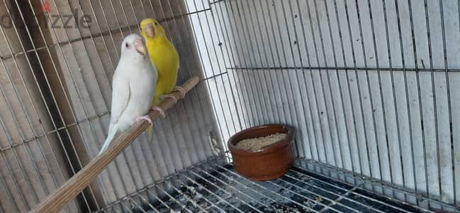 قص استرالي البينو