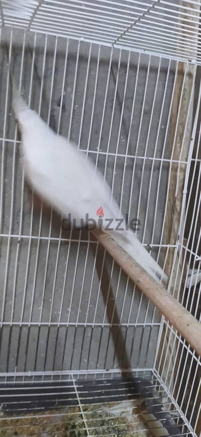 دكر كوكتيل البينو عين حمرا شغال