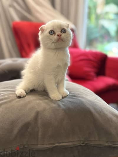 scottish fold