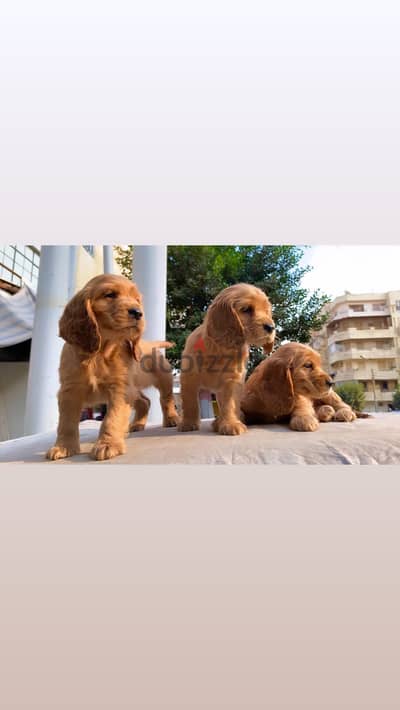 Cocker spaniel كوكر اسباني