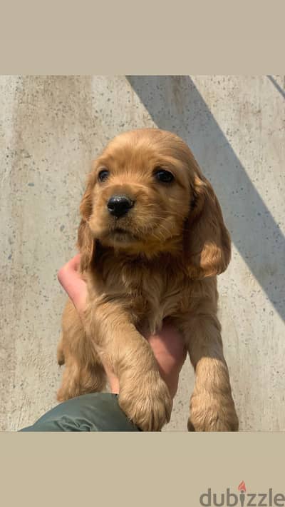 Cocker spaniel pure 100% كوكر اسباني