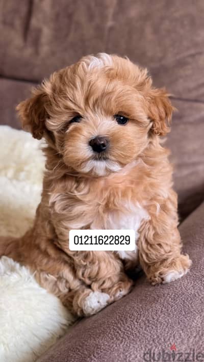 poodle x maltipoo puppies مالتيبو