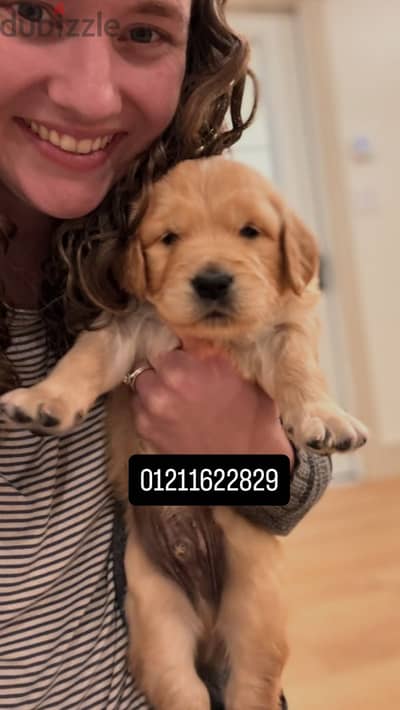 Golden retriever puppies اجمل جرو جولدن