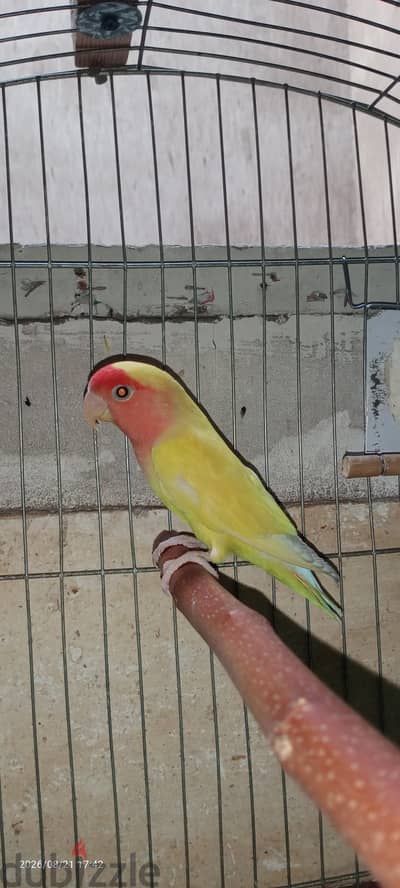 عصفور روز