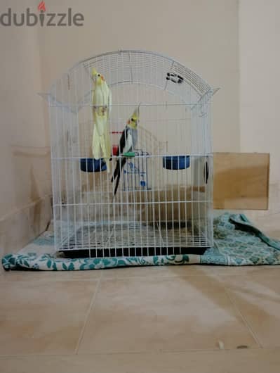 للبيع عصافير كوكتيل